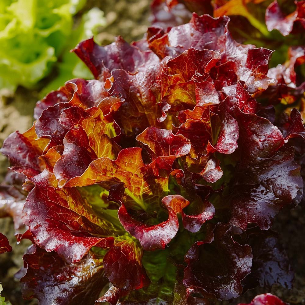Plocksallat frö 'Red Salad Bowl' - 200 Ekologiska Frö