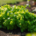 Plocksallat 'Salad Bowl' - 100 Ekologiska Frön