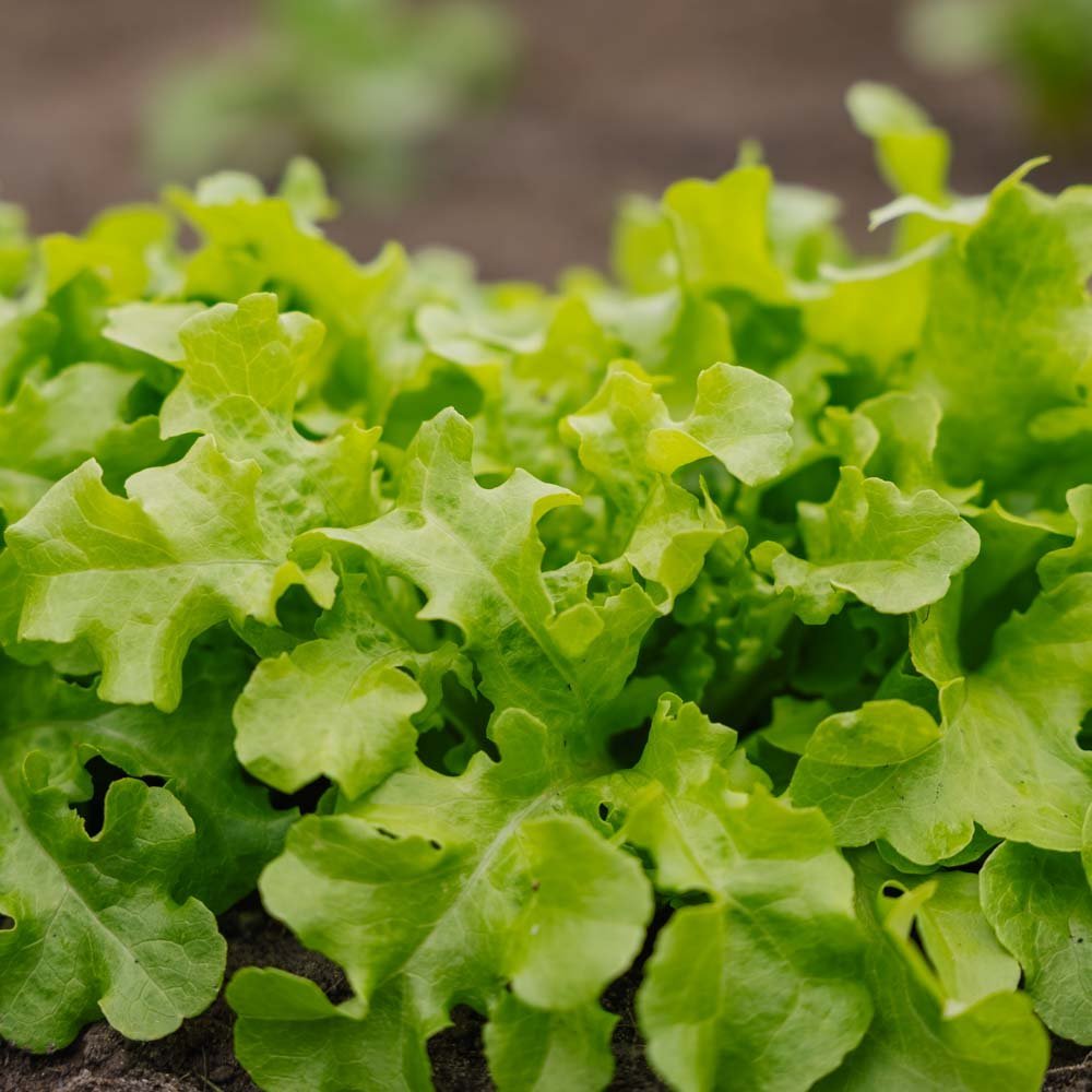 Plocksallat 'Salad Bowl' - 100 Ekologiska Frön