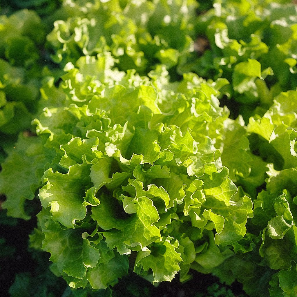 Plocksallat 'Salad Bowl' - 100 Ekologiska Frön