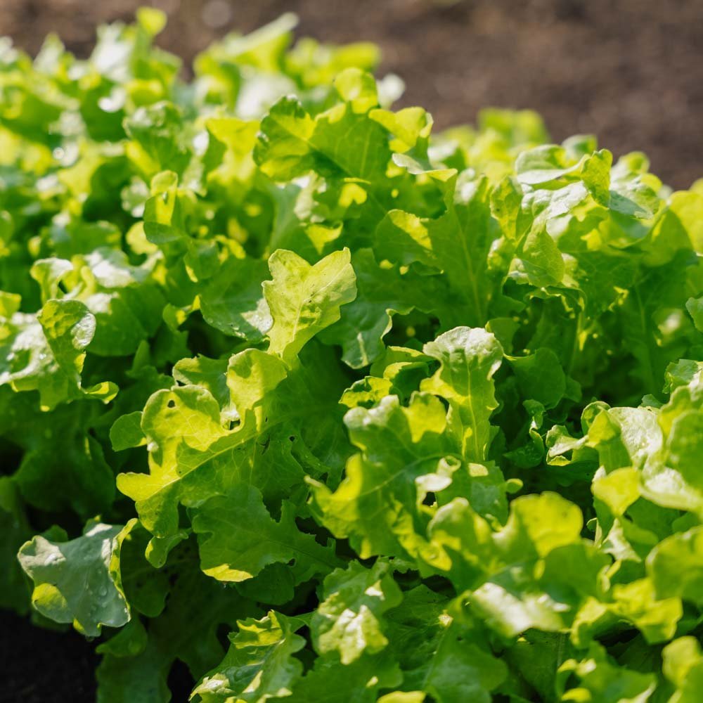 Plocksallat 'Salad Bowl' - 100 Ekologiska Frön
