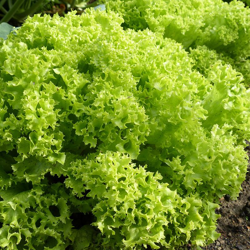 Pluksalat frø 'Lollo Bionda' - 200 Økologiske Frø