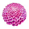 Dahlia