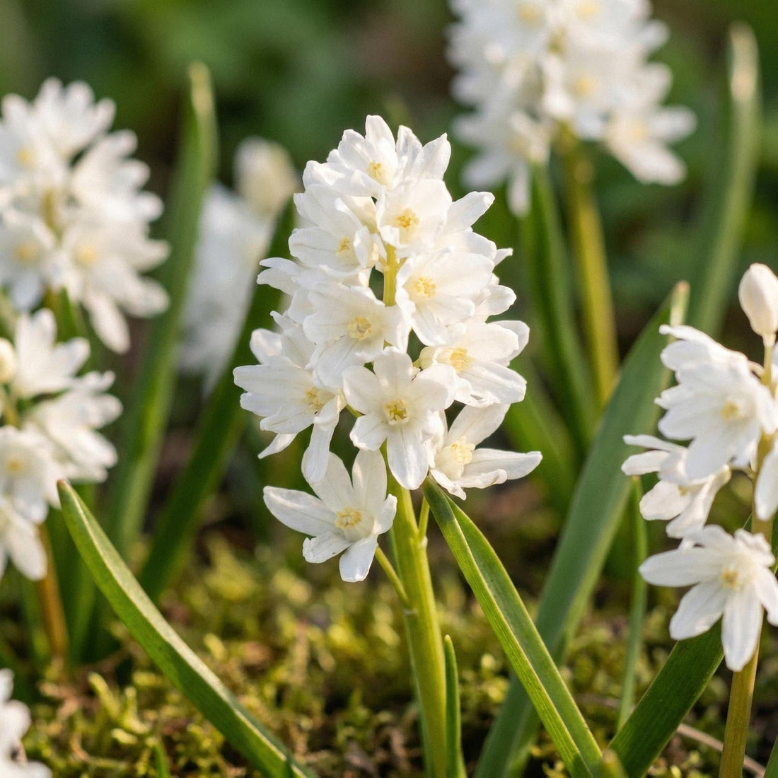 Porslinshyacinter, Puschkinia 'Alba'