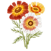 Blomfröer