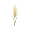 Blomfröer