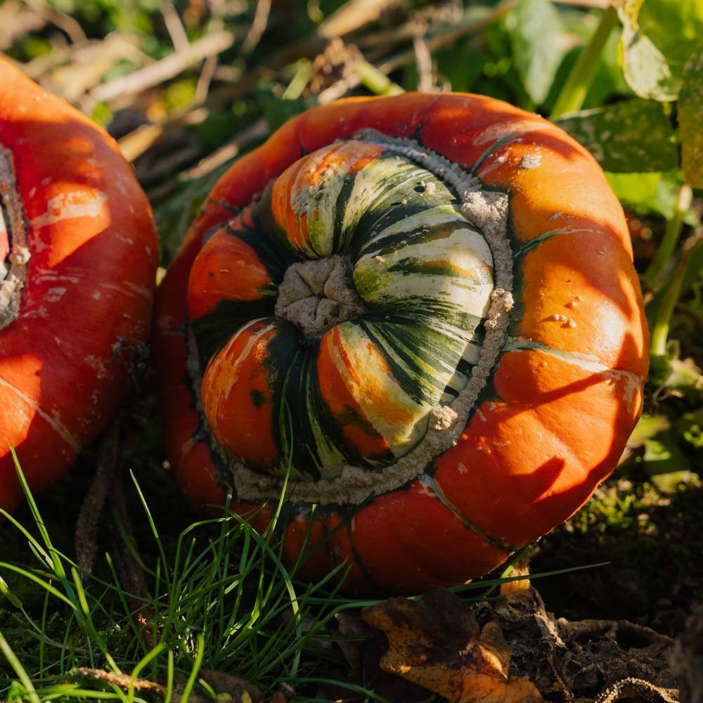 Prydnadspumpa frö 'Bischofsmütze' - 5 Ekologiska Frön