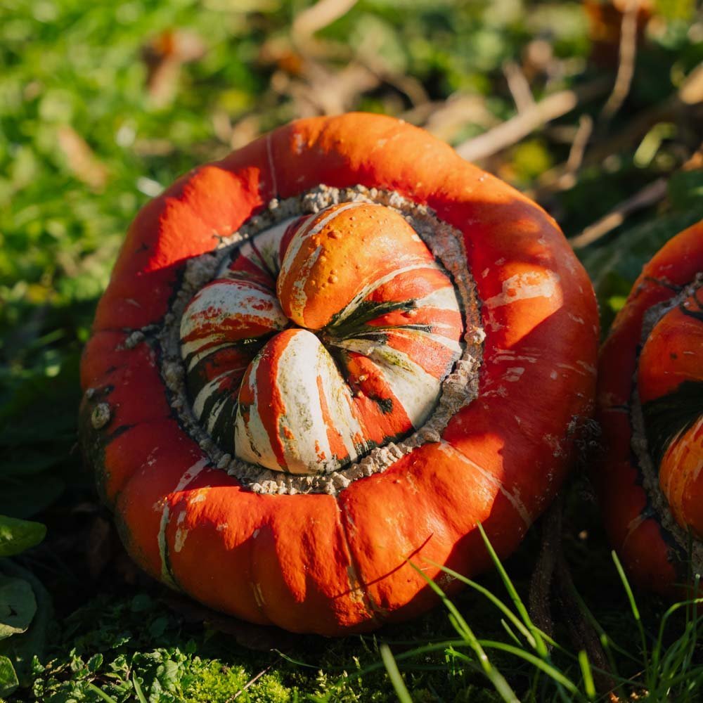 Prydnadspumpa frö 'Bischofsmütze' - 5 Ekologiska Frön