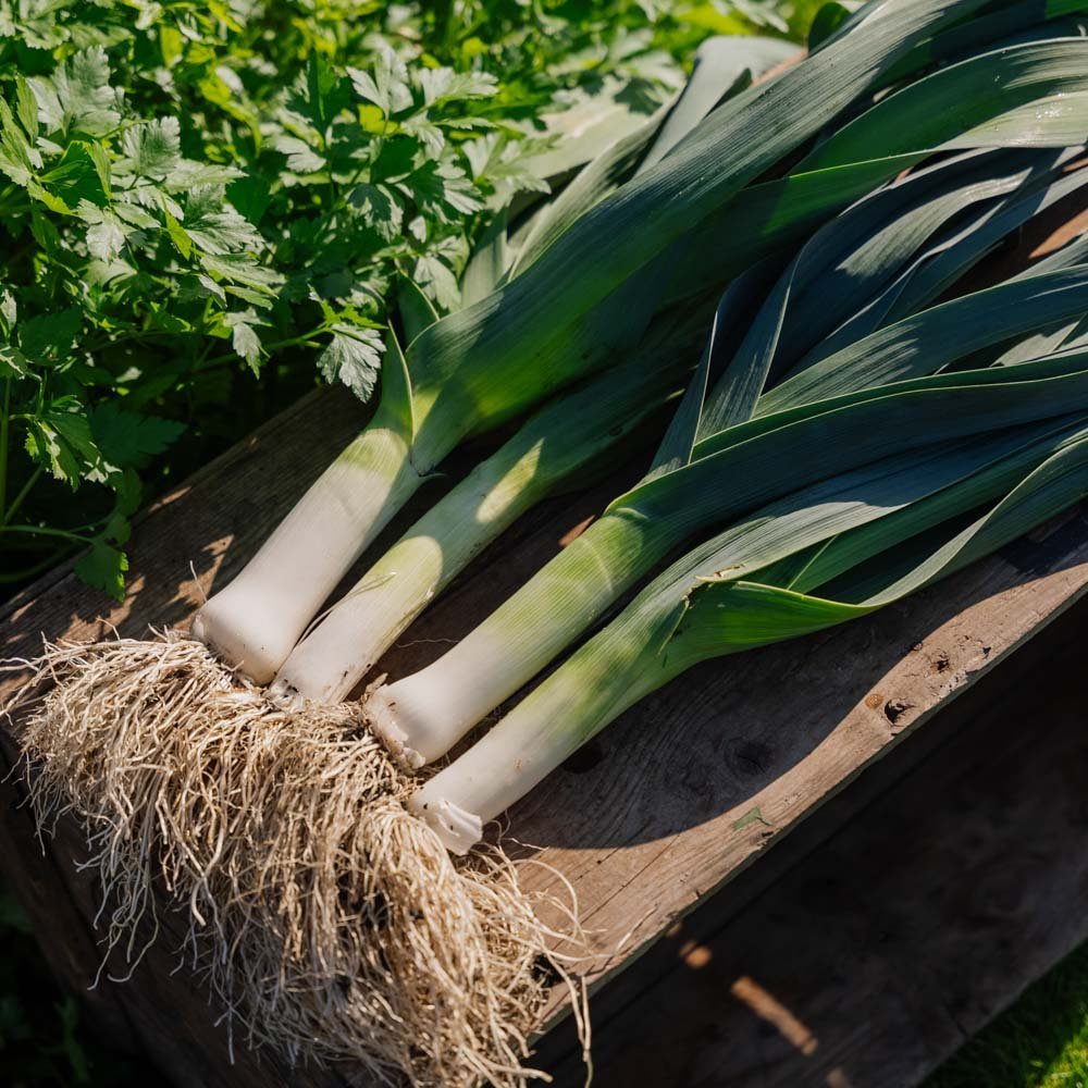 Purjolök frö 'Hannibal' - 100 Ekologiska Frön