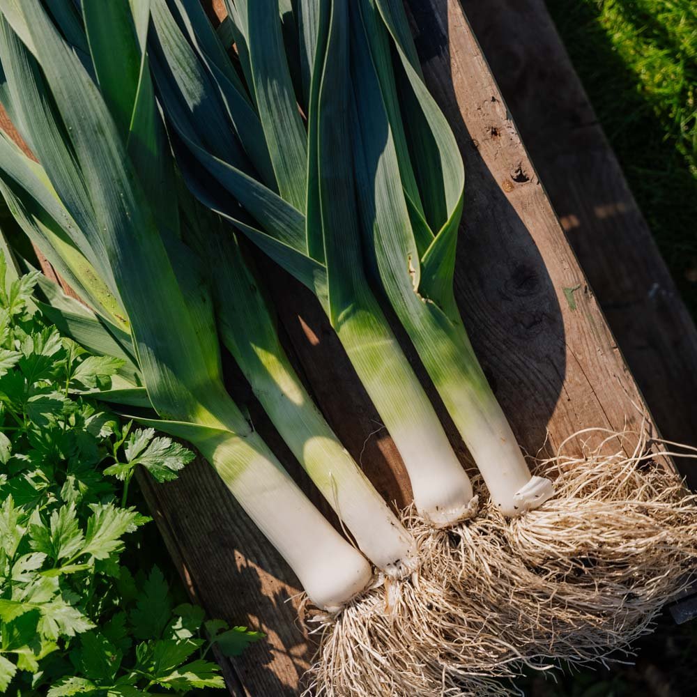 Purjolök frö 'Hannibal' - 100 Ekologiska Frön
