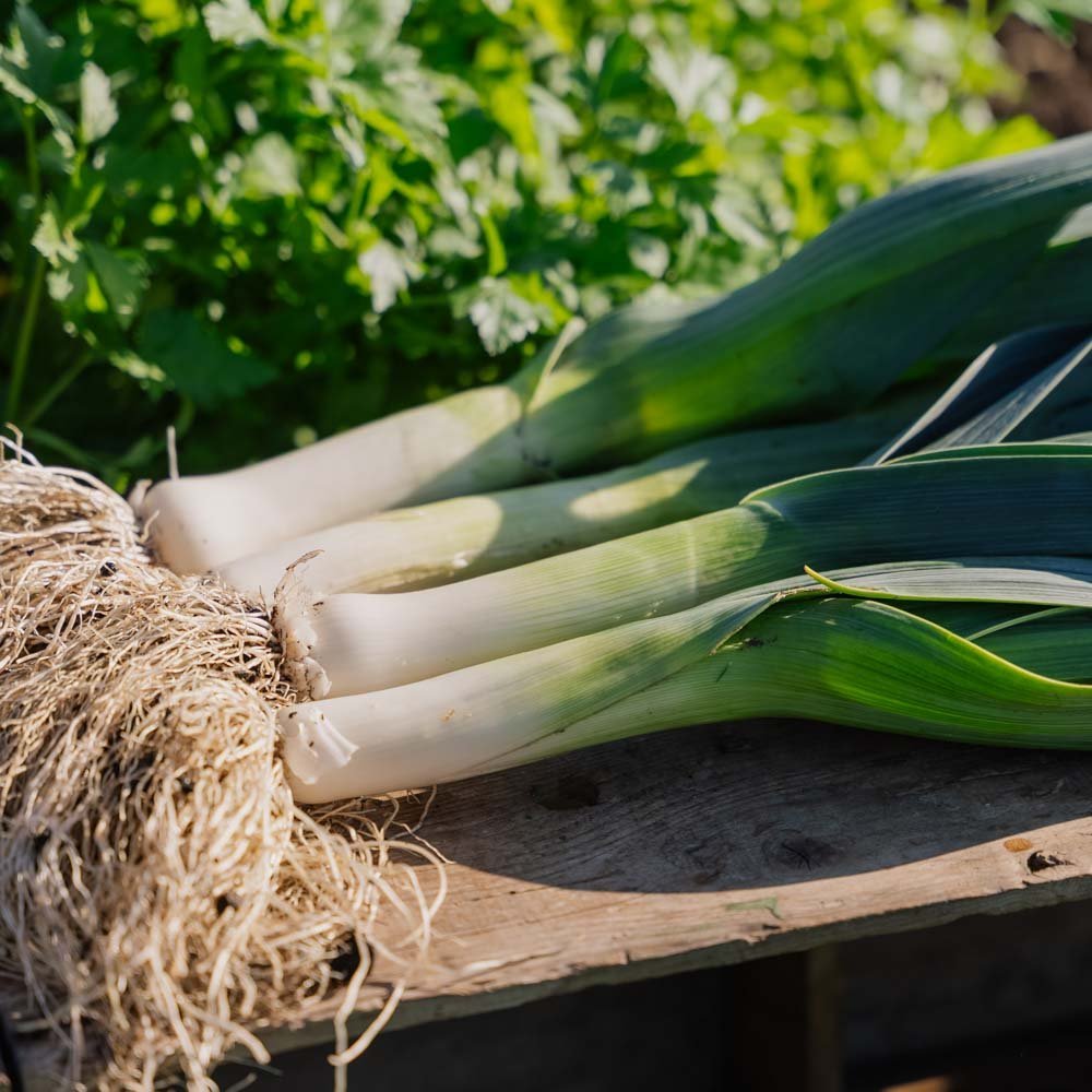 Purjolök frö 'Hannibal' - 100 Ekologiska Frön