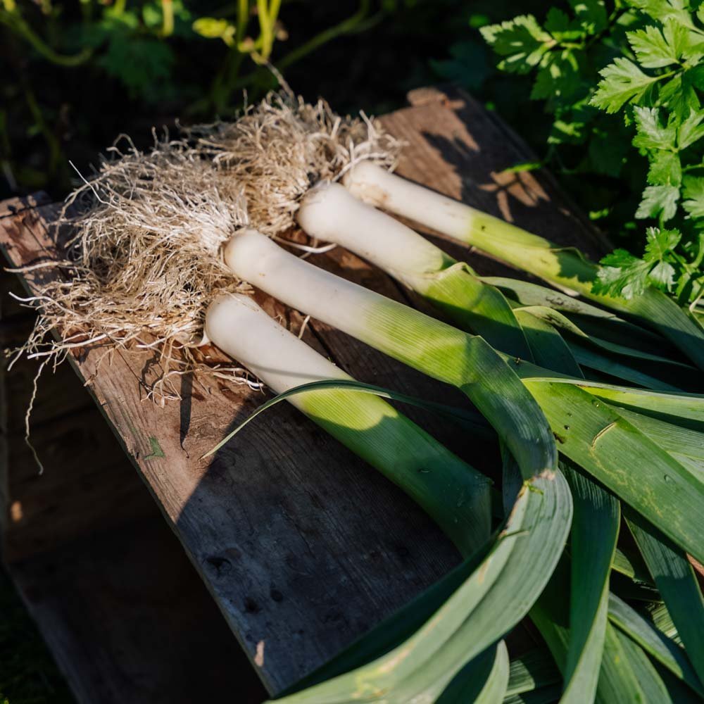 Purjolök frö 'Kulaures' - 100 Ekologiska Frö