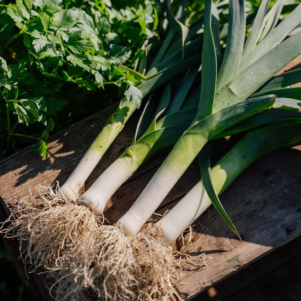 Purjolök frö 'Kulaures' - 100 Ekologiska Frö