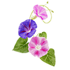 Blomfröer