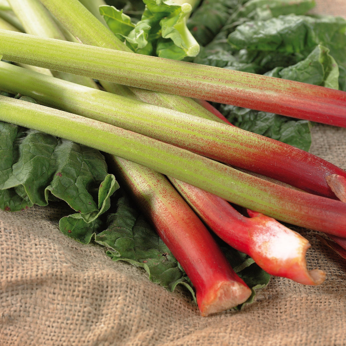 Rabarber 'Raspberry'