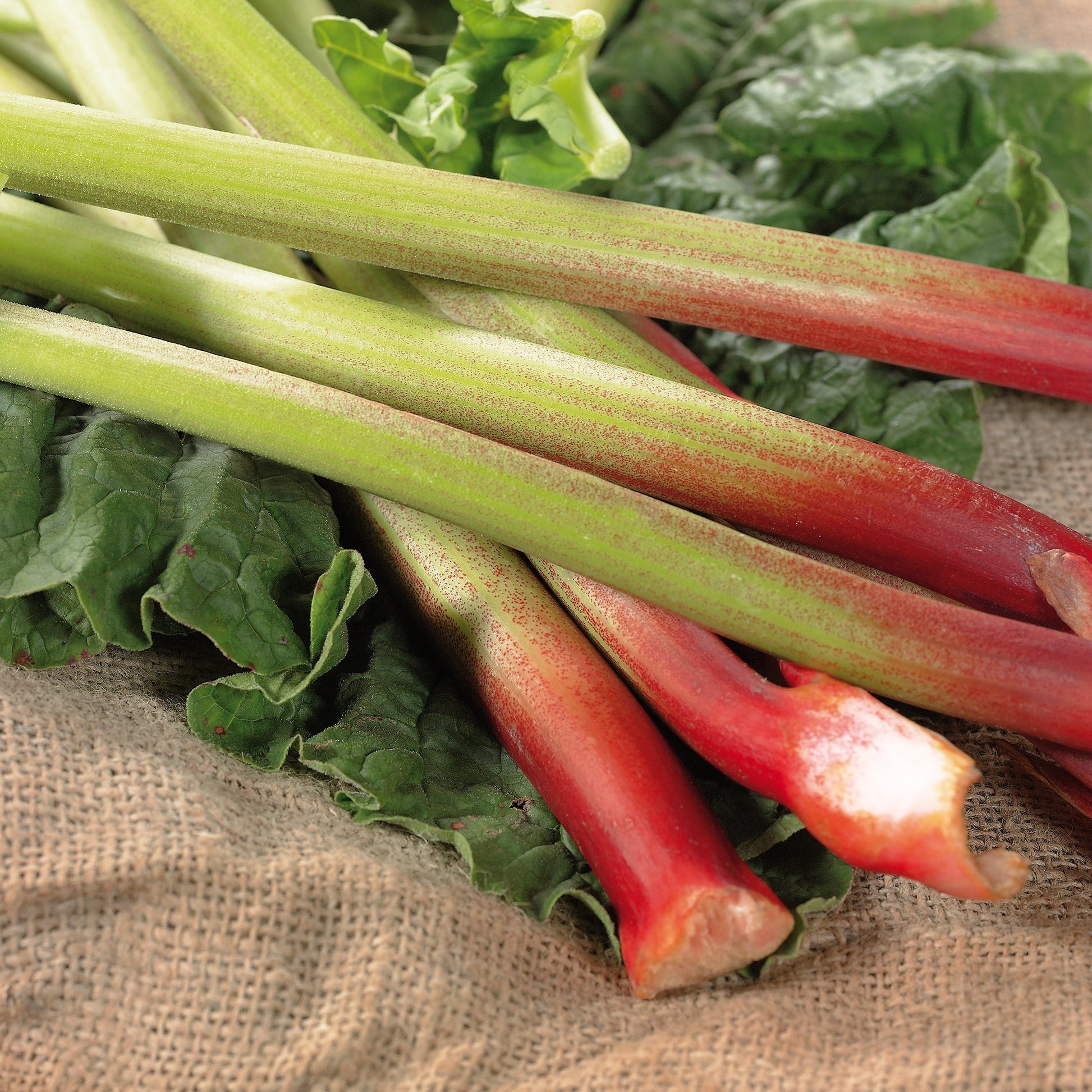 Rabarber 'Raspberry'