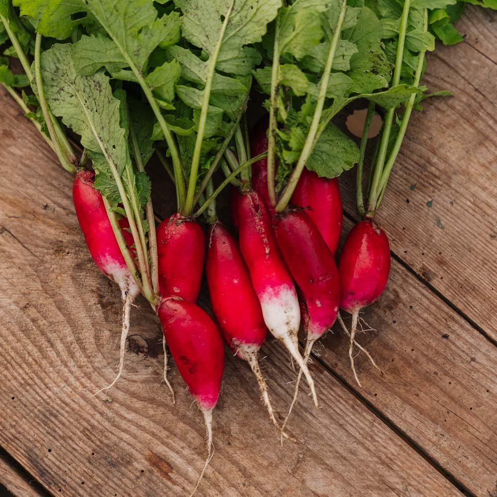 Rädisa frön 'French Breakfast 2' - 50 Ekologiska Frön