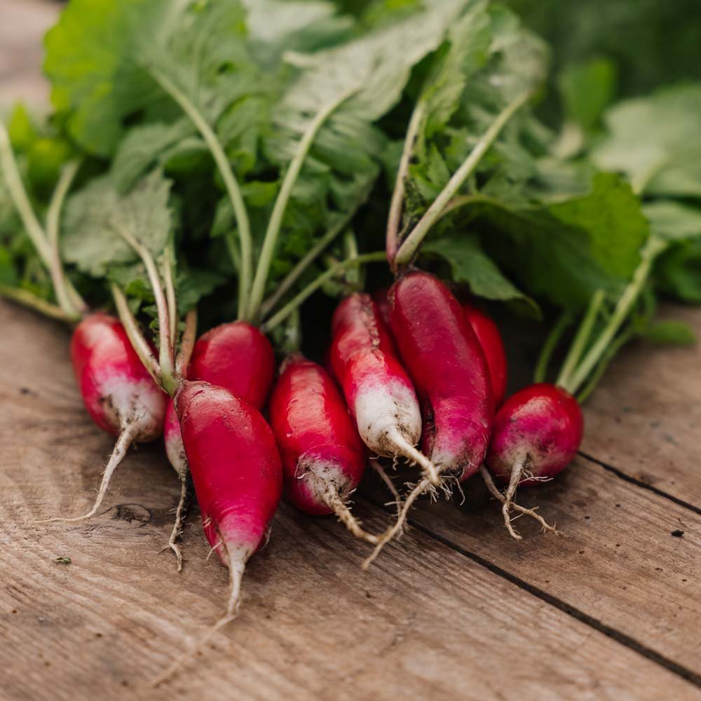 Rädisa frön 'French Breakfast 2' - 50 Ekologiska Frön