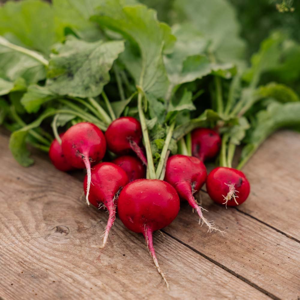 Rädisa frön 'Rudi' - 50 Ekologiska Frön