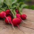 Rädisa frön 'Rudi' - 50 Ekologiska Frön