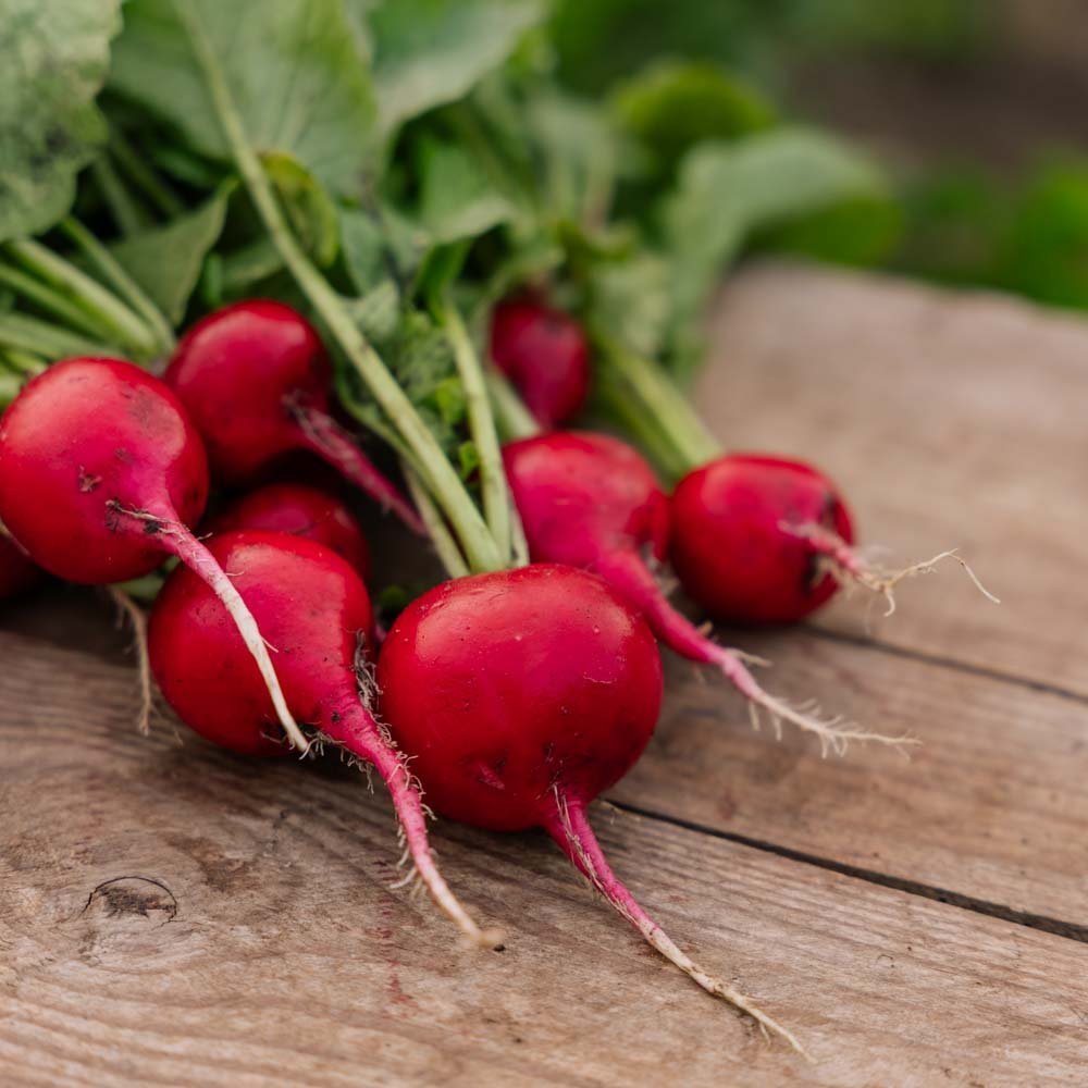 Rädisa frön 'Rudi' - 50 Ekologiska Frön