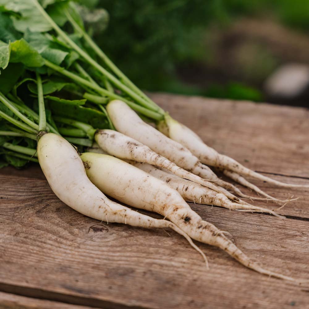 Rädisa frön 'White Icicle' - 50 Ekologiska Frön