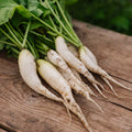 Rädisa frön 'White Icicle' - 50 Ekologiska Frön