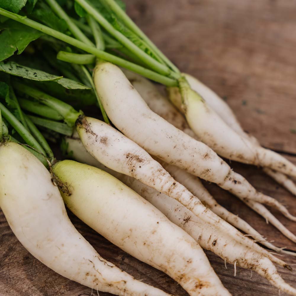 Rädisa frön 'White Icicle' - 50 Ekologiska Frön