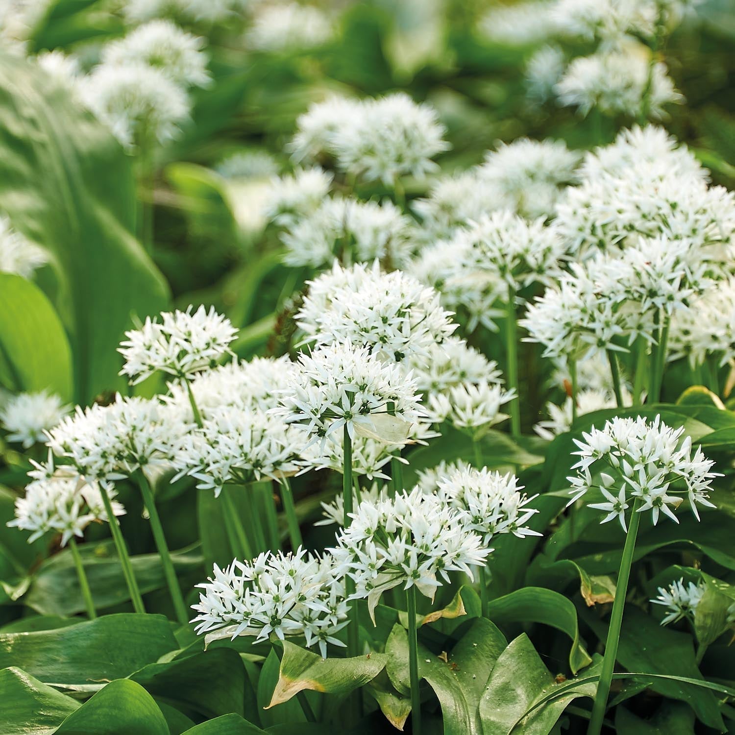 Ramslök 'Ursinum'