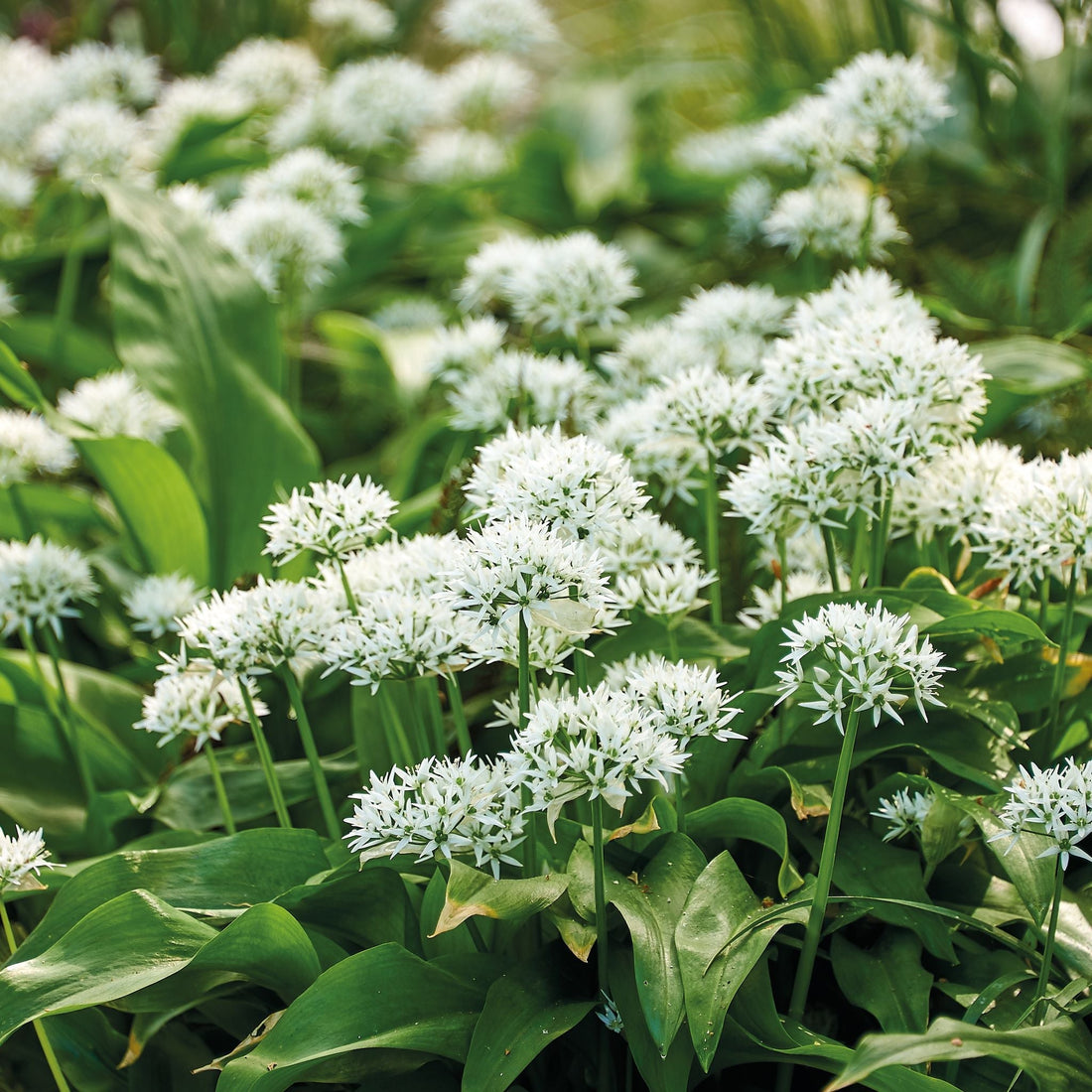 Ramslök 'Ursinum'