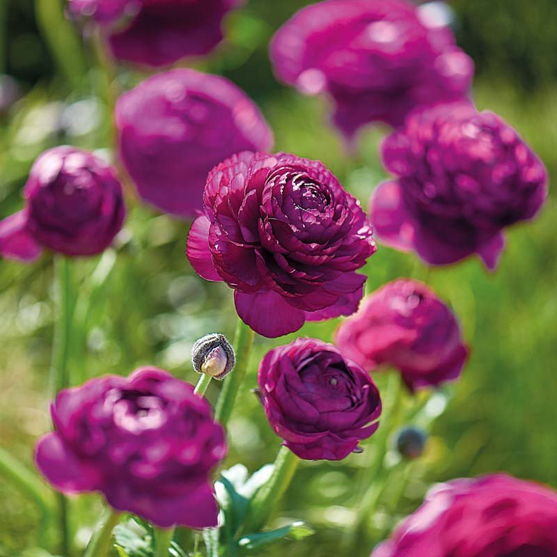 Ranunkel ‘Purple’