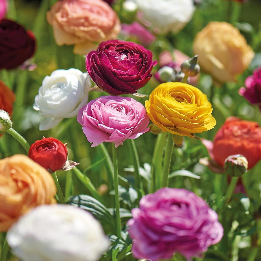 Ranunkel, Ranunculus 'Asiaticus'