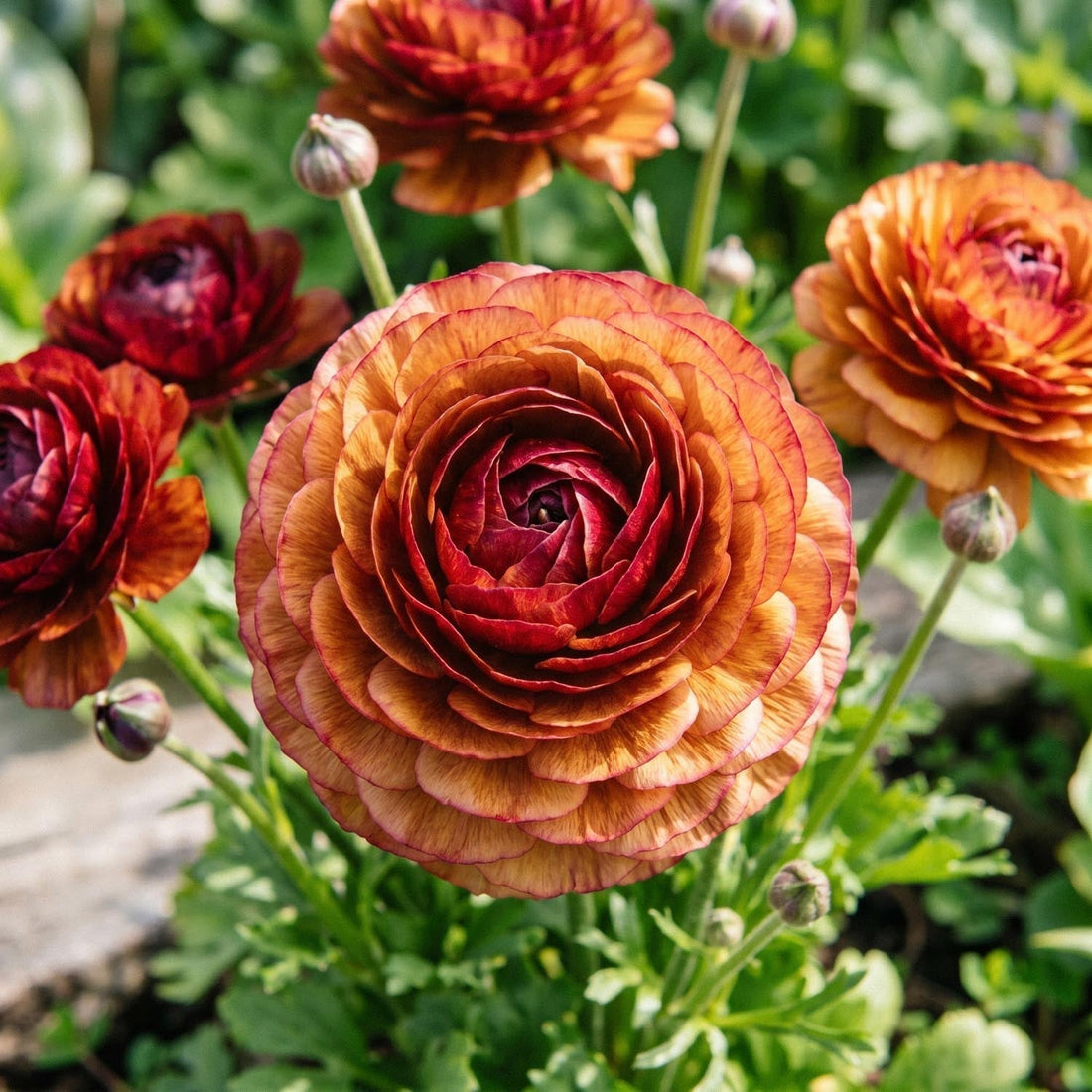 Ranunkel, Ranunculus 'Picotee Café'