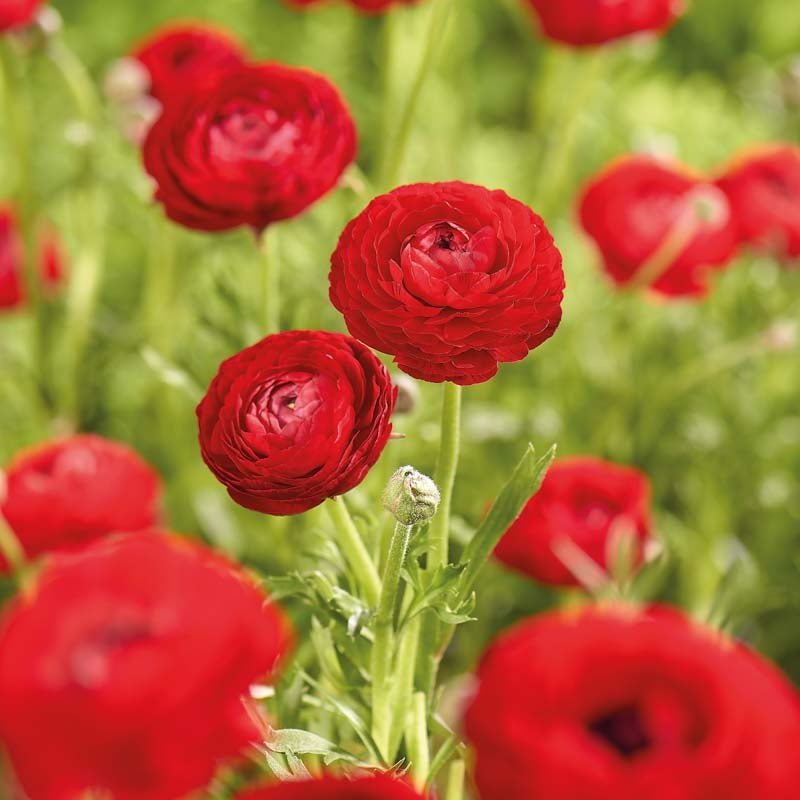 Ranunkel 'Red'