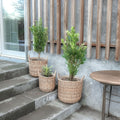Rattan växtkorg i natur, 3 st