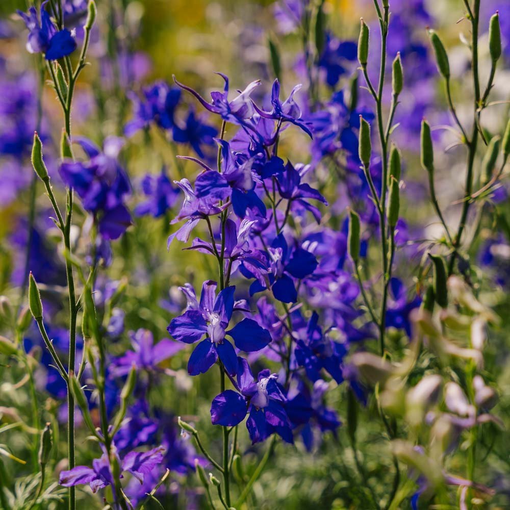 Riddarsporre frö 'Doubtful Knight's Spur' - 200 Ekologiska Frö