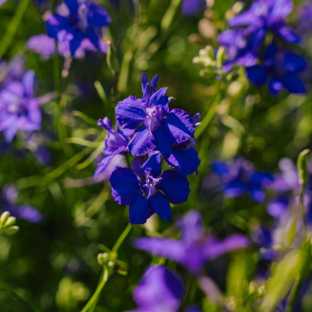 Riddarsporre frö 'Doubtful Knight's Spur' - 200 Ekologiska Frö