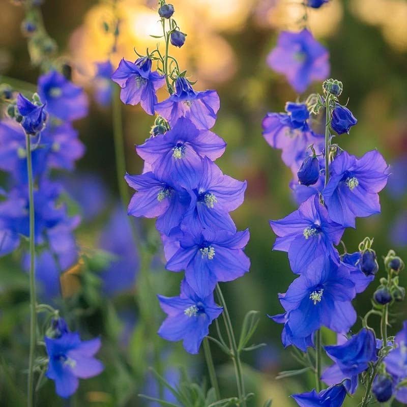 Riddarsporre frö 'Siberian Larkspur' - 250 Ekologiska Frön