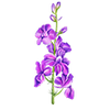 Blomfröer