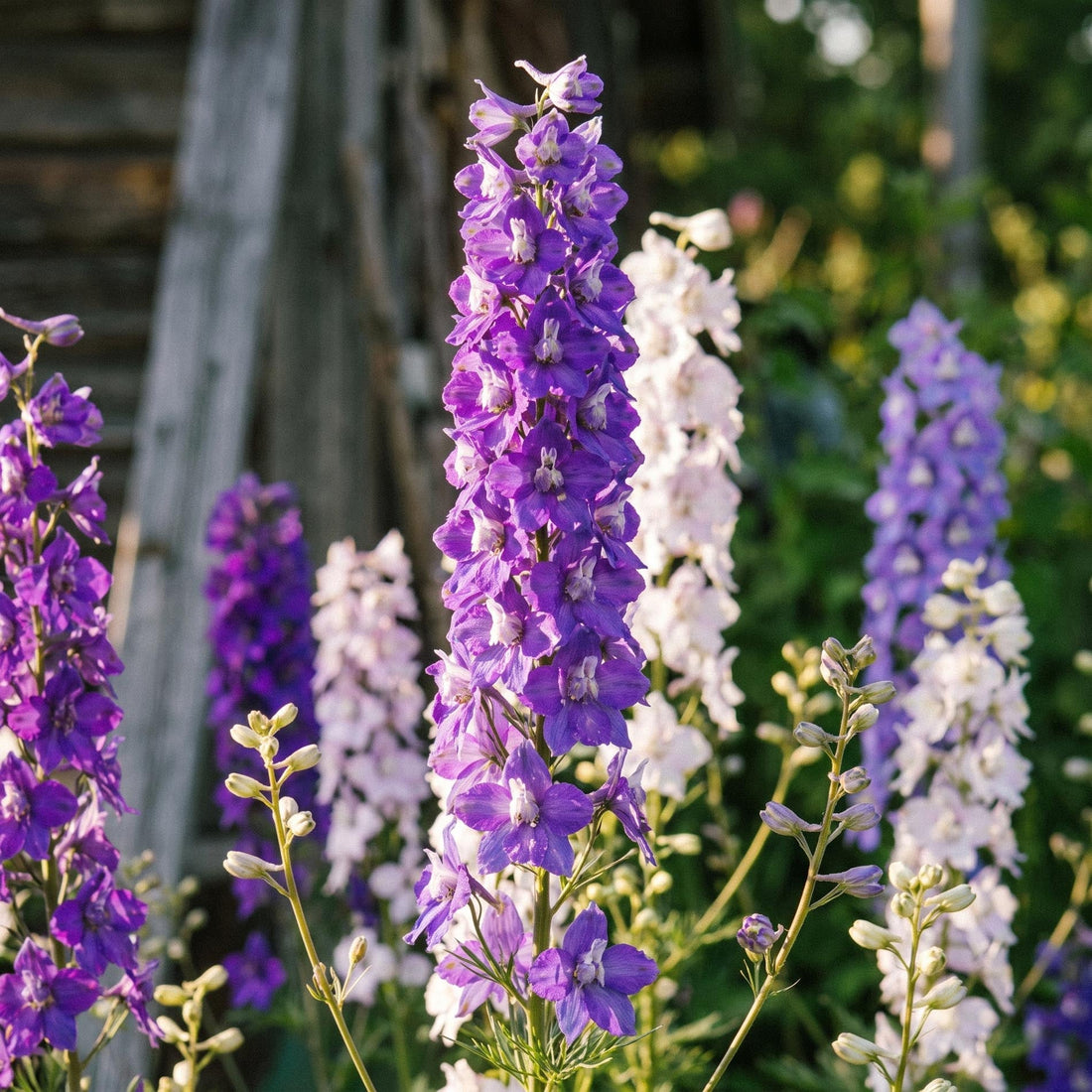 Riddarsporrefrön 'Larkspur' - 90 Ekologiska frön