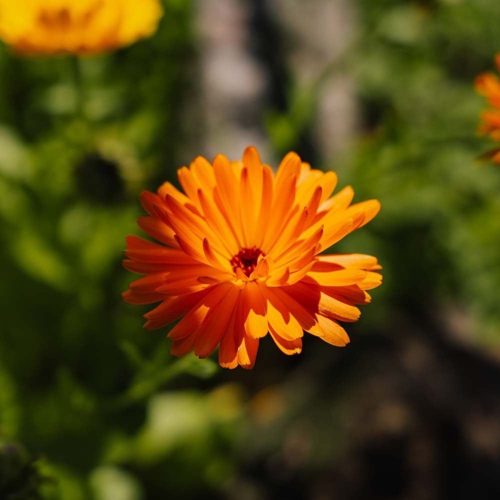 Ringblomma frö - Ca. 200 Ekologiska Frön