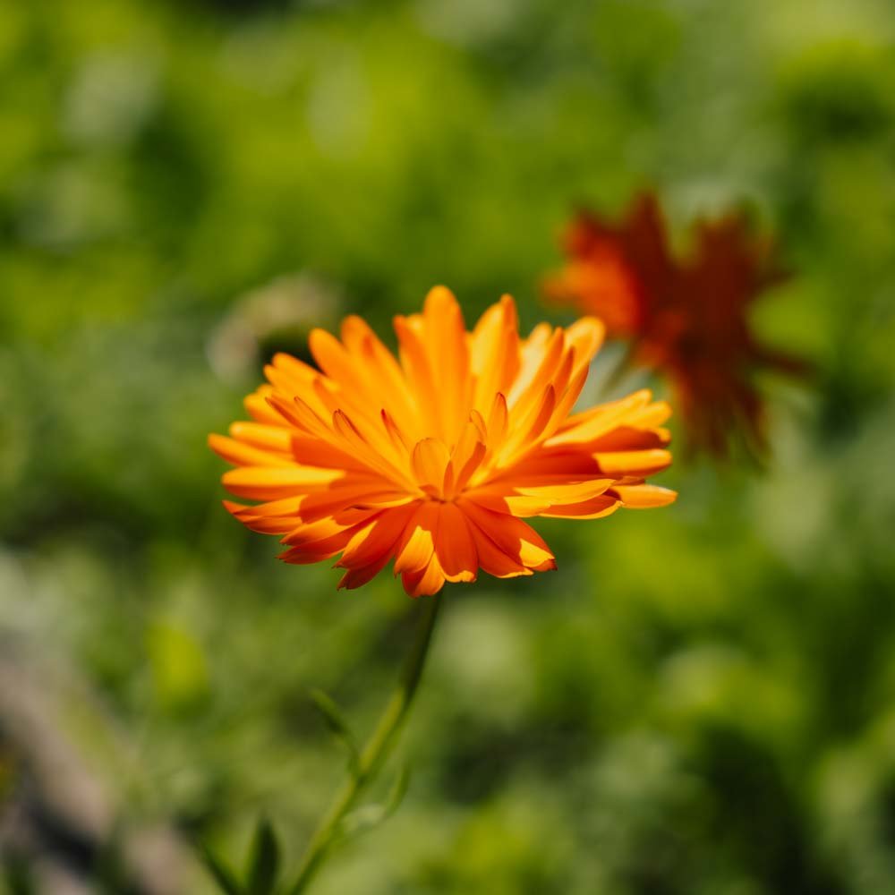 Ringblomma frö - Ca. 200 Ekologiska Frön