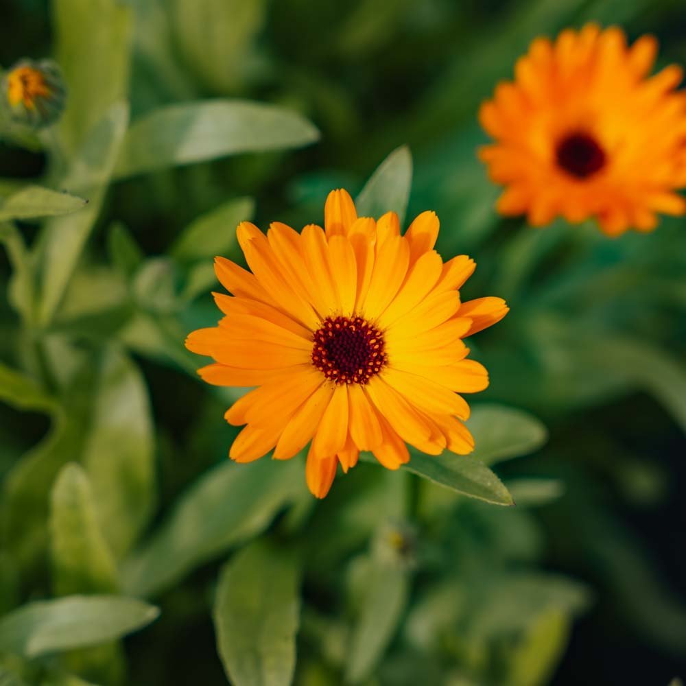 Ringblomma frö - Ca. 200 Ekologiska Frön