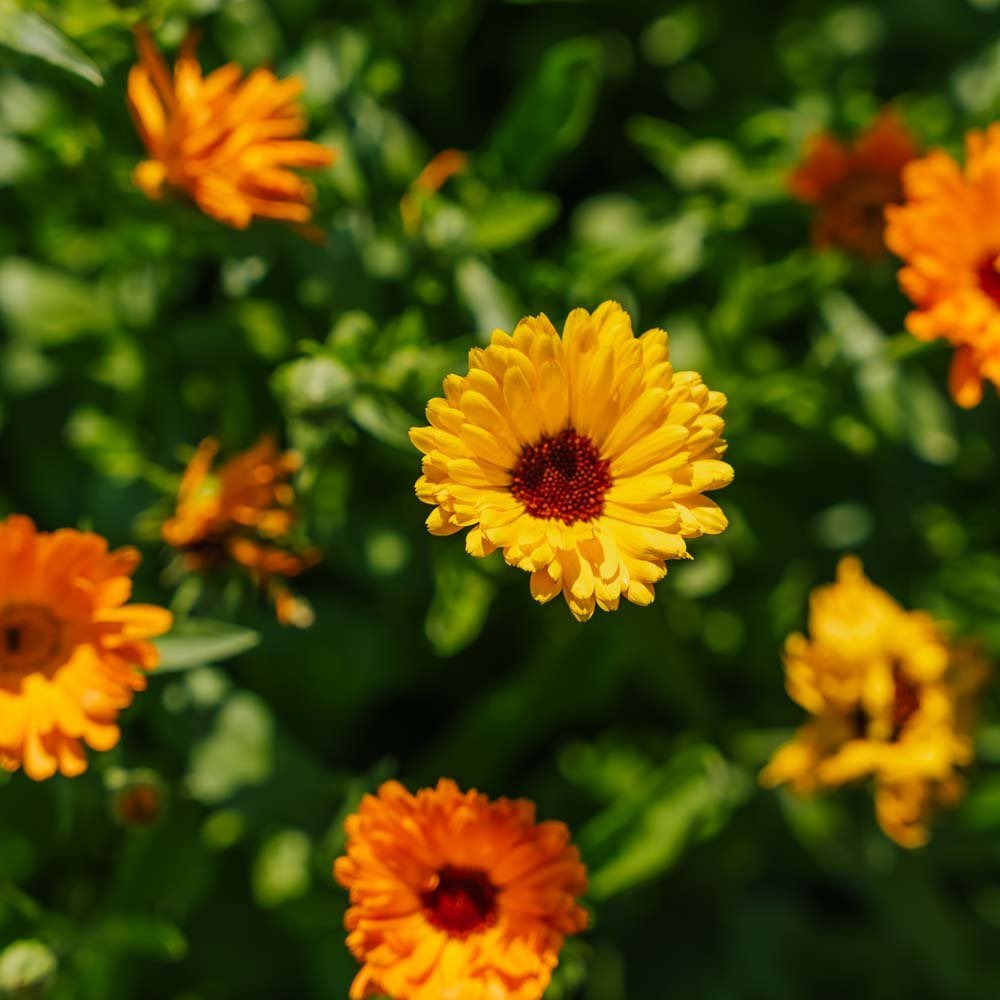 Ringblomma frö 'Mix' - 70 Ekologiska Frö