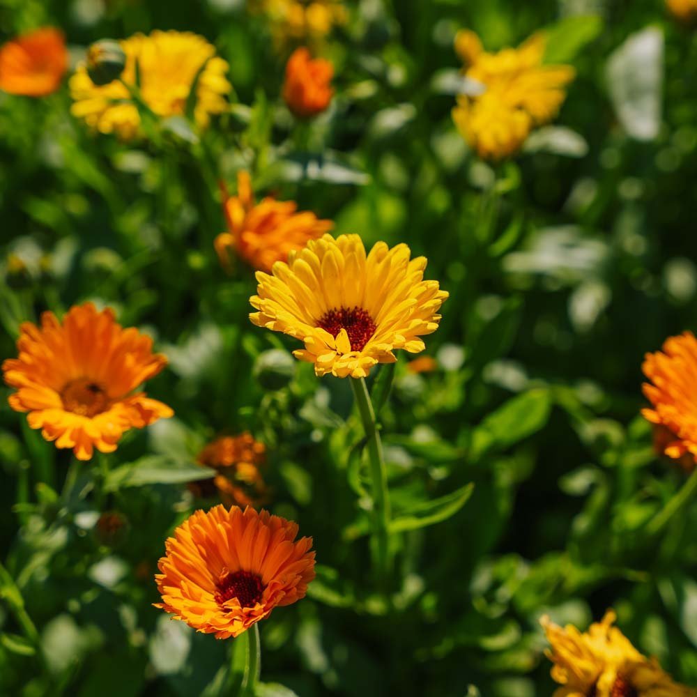 Ringblomma frö 'Mix' - 70 Ekologiska Frö