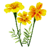 Blomfröer