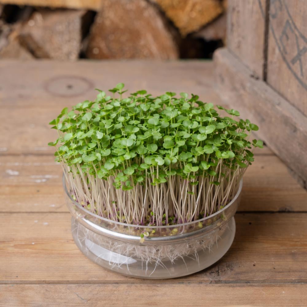 Röd rysk grönkål mikrogrönt frö - 5000 Ekologiska frön