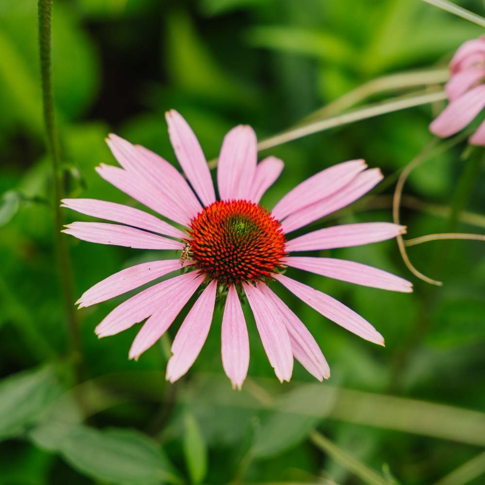 Röd solhatt frö - 90 Ekologiska Frön