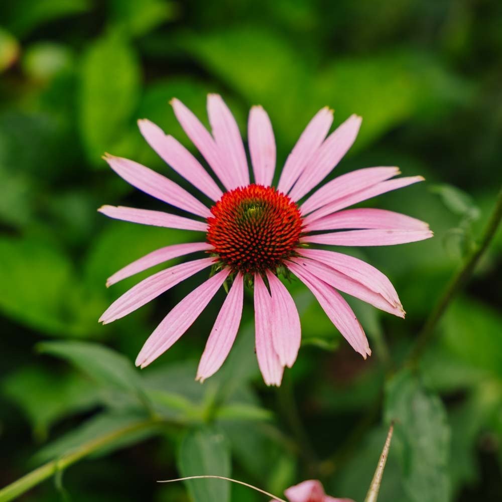 Röd solhatt frö - 90 Ekologiska Frön