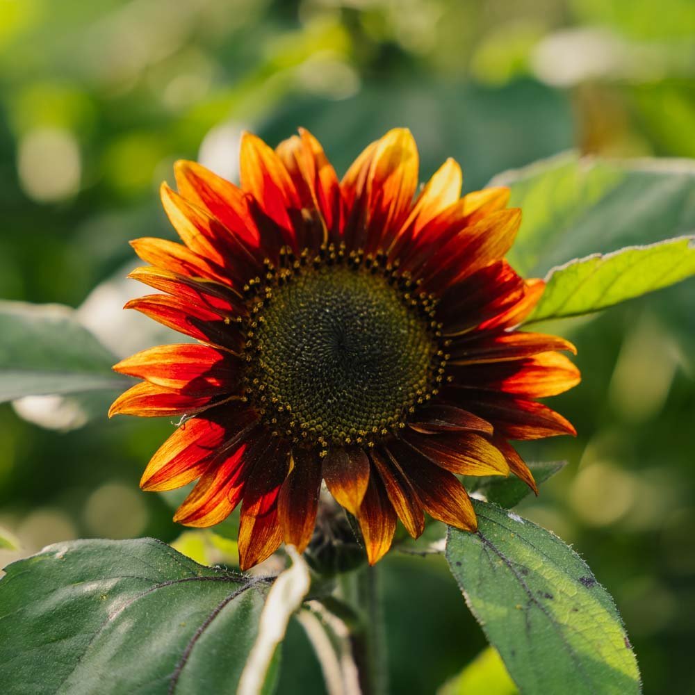 Röd solros medium - Cirka 20 ekologiska Frön